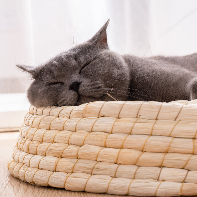Teng Wok Fühlte Haus Katze Bett